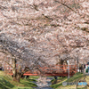 咲き誇る桜並木