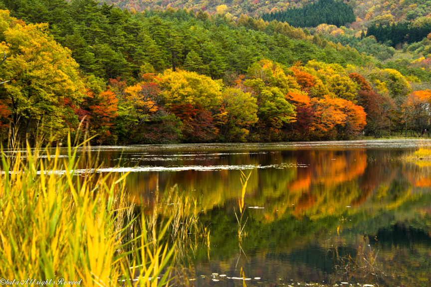 観音沼の紅葉