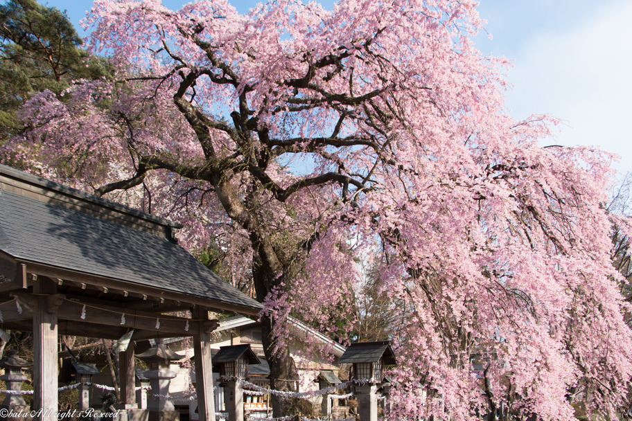 楽翁桜