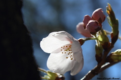 開成山公園の桜