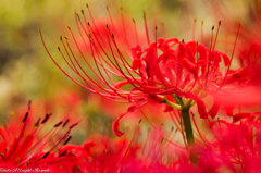 曼珠沙華