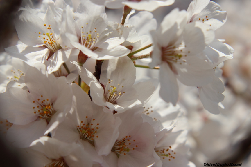 開成山公園の桜