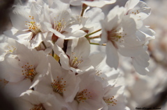 開成山公園の桜
