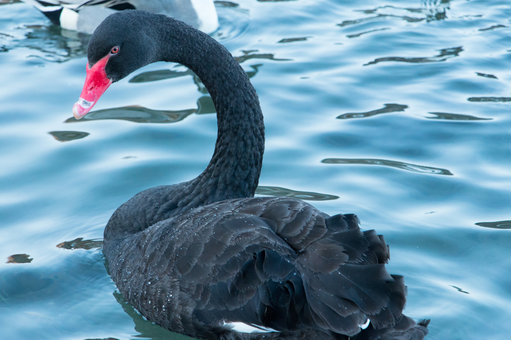 black swan 