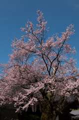 龍穏院の桜