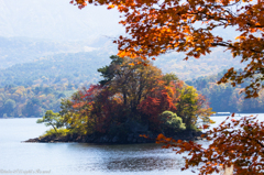 桧原湖に浮かぶ桜島の紅葉