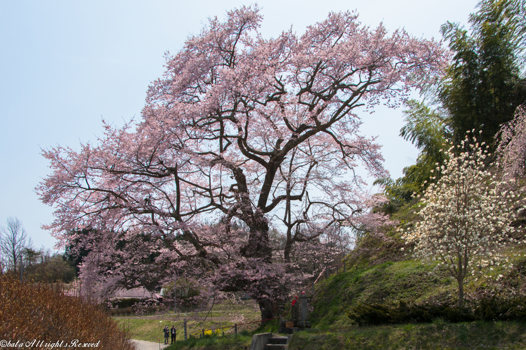 是哉寺地蔵桜