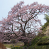 是哉寺地蔵桜