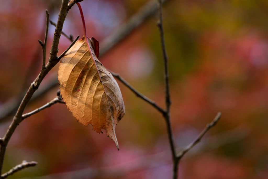 last leaf