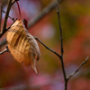 last leaf