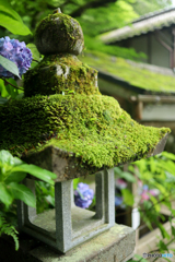紫陽花と苔の詩