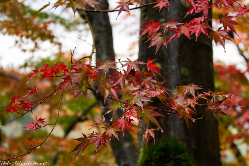 紅葉