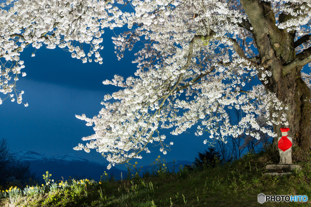人待ち地蔵桜　Ⅲ
