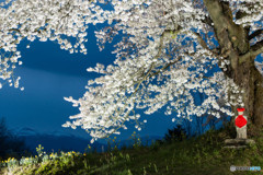 人待ち地蔵桜　Ⅲ