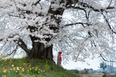 人待ち地蔵桜　Ⅱ