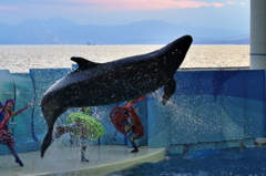 新江ノ島水族館6