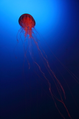 新江ノ島水族館4