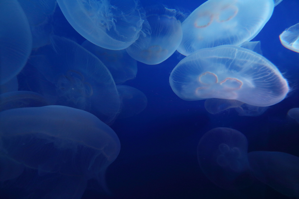 新江ノ島水族館2