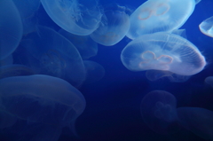 新江ノ島水族館2