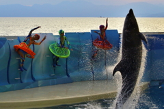 新江ノ島水族館5