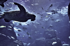 新江ノ島水族館3