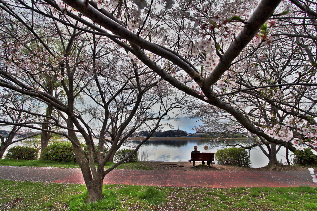 桜