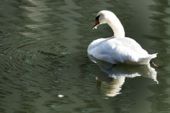 Swan_1