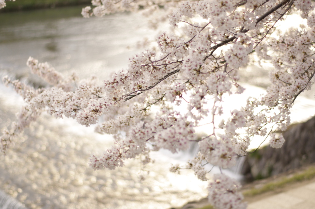 Sakura_2