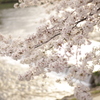 Sakura_2