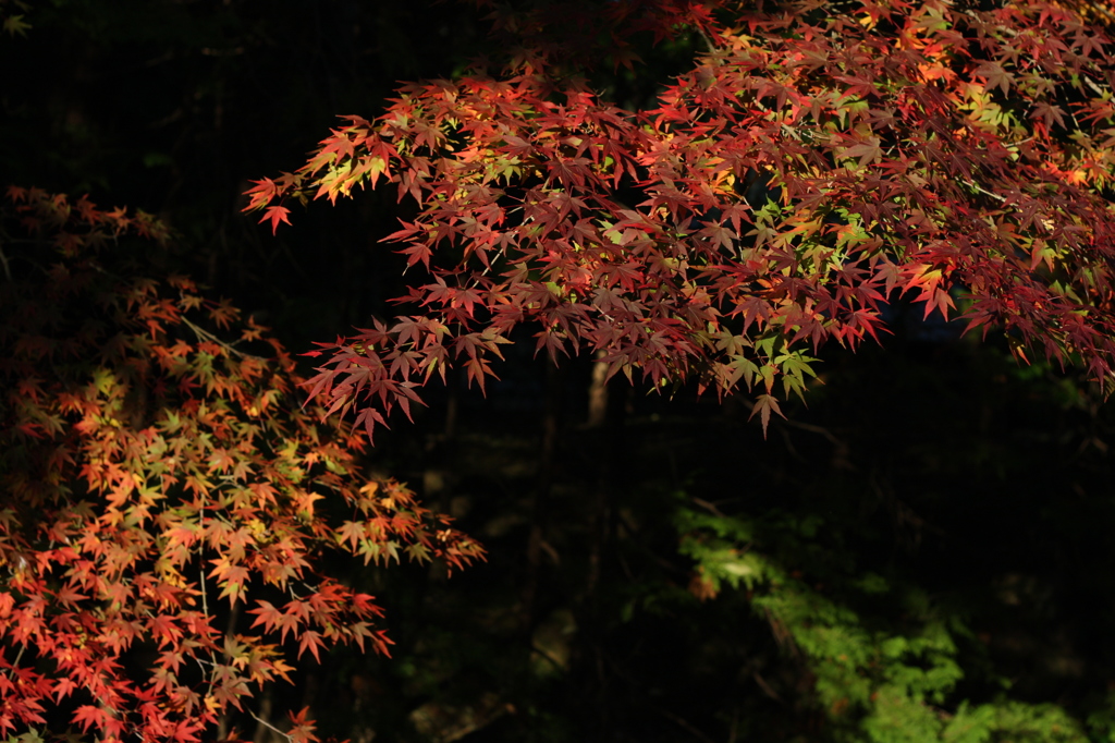 Momiji_1