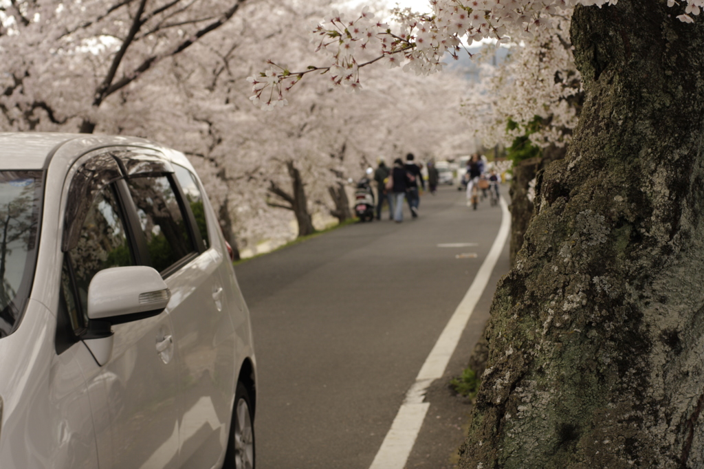 Sakura_4
