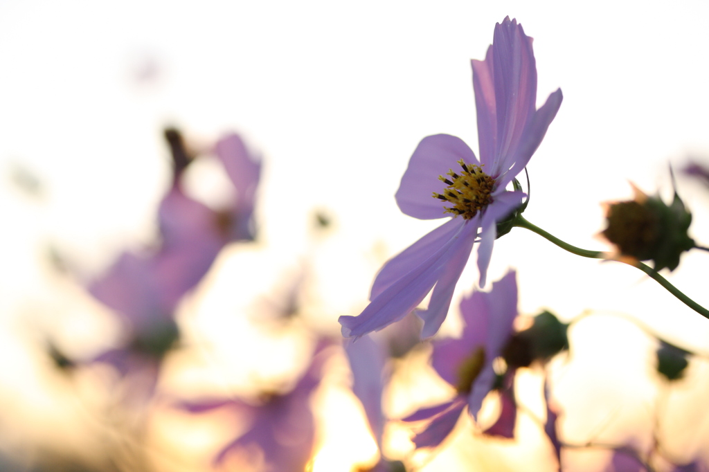 Sunset_5