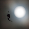 Spider_1