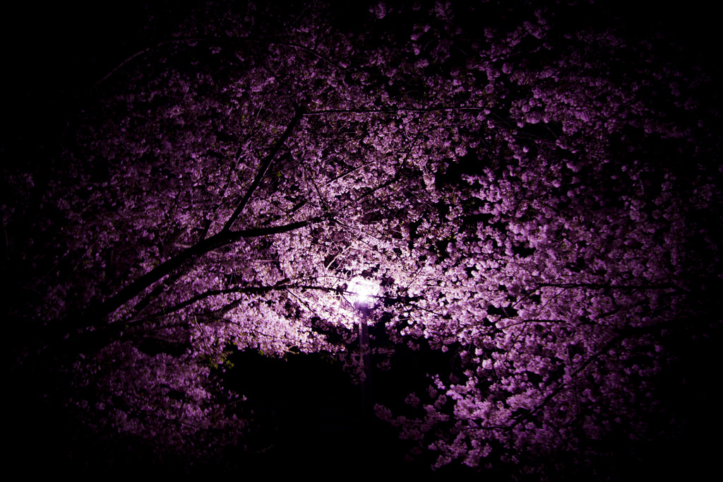 夜桜