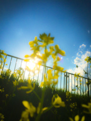 何の花だっけ