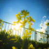 何の花だっけ
