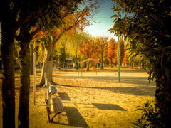 公園の紅葉