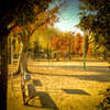 公園の紅葉