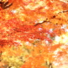 重なる秋