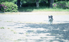 木陰ねこ