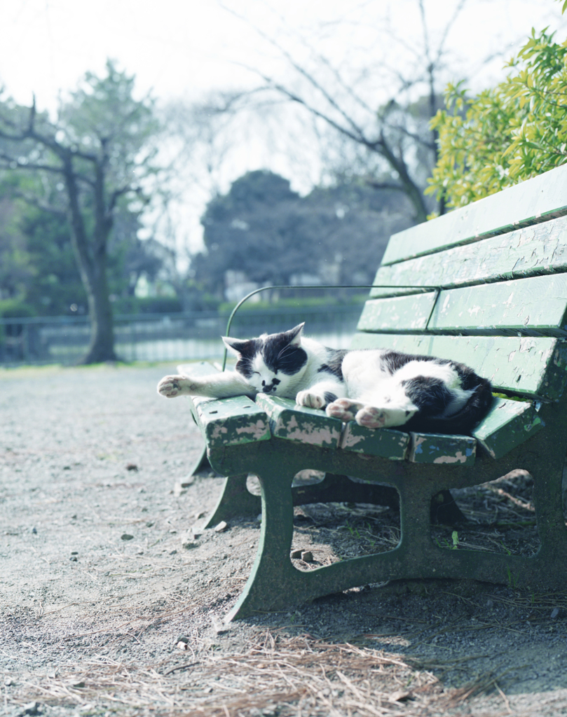 昼ねこ