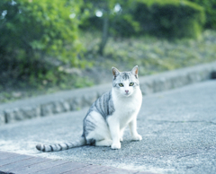 シマシマのねこ