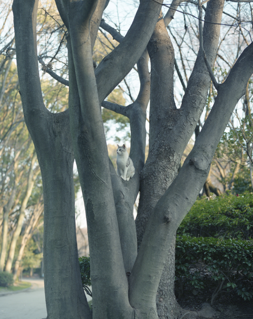 木の上の猫