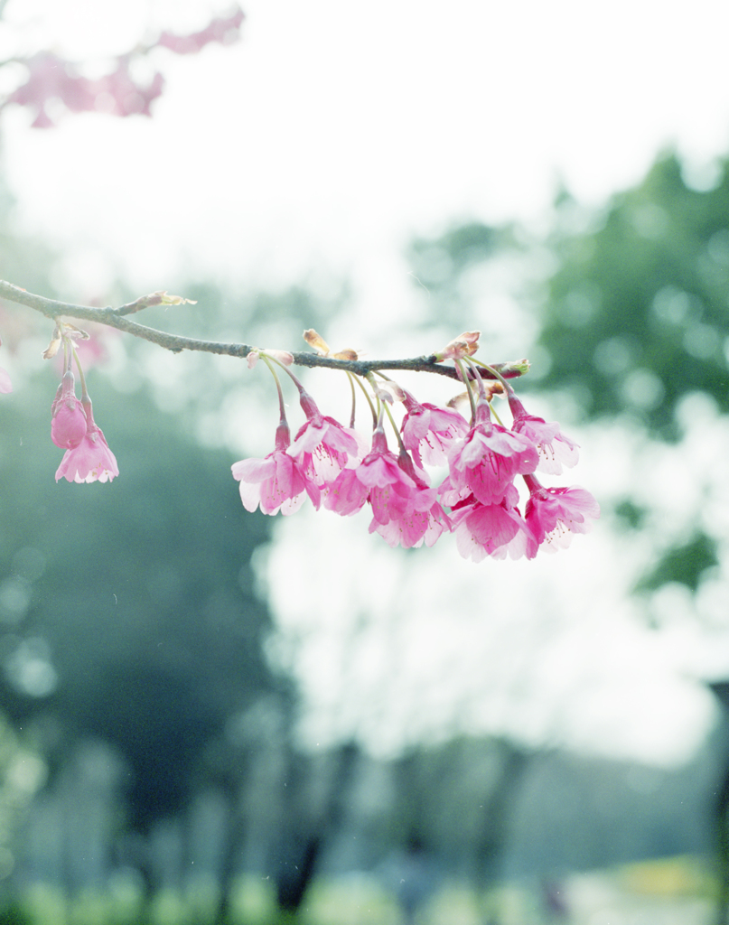 ピンクの花