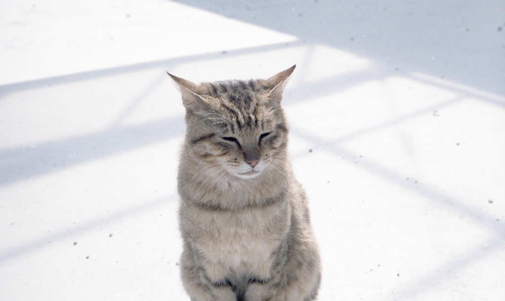 ひなたねこ