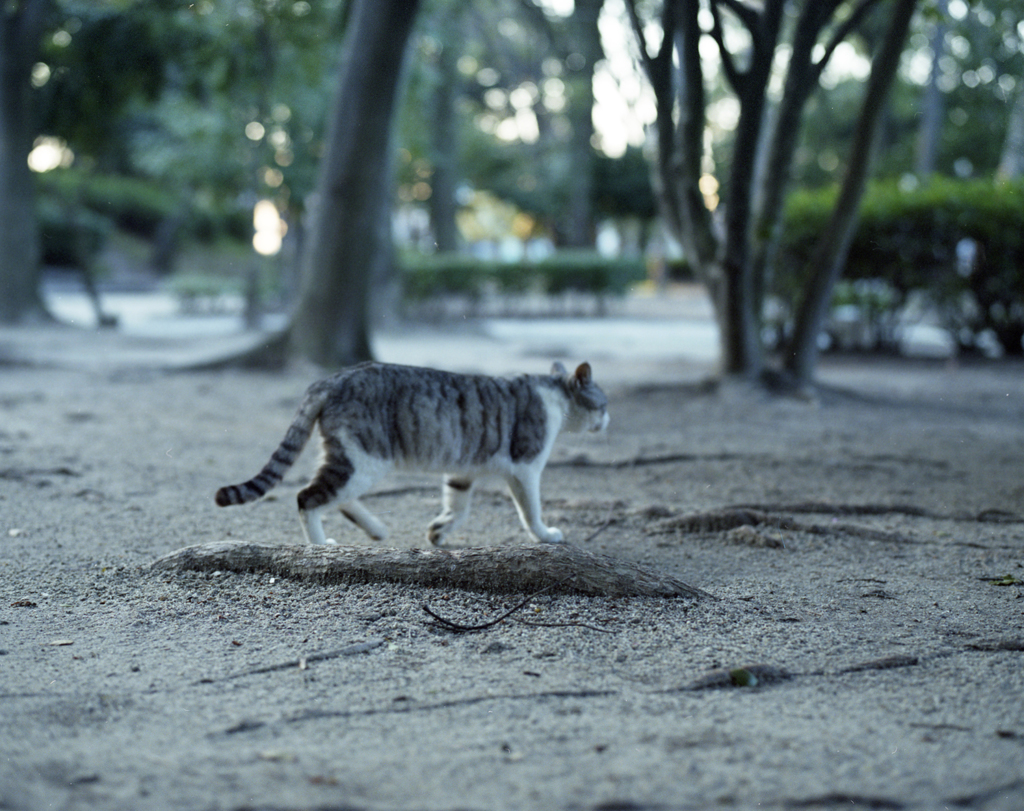 ねこ