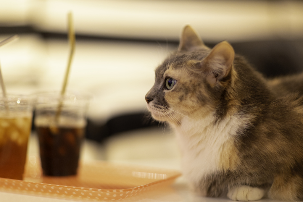 カフェでまったり