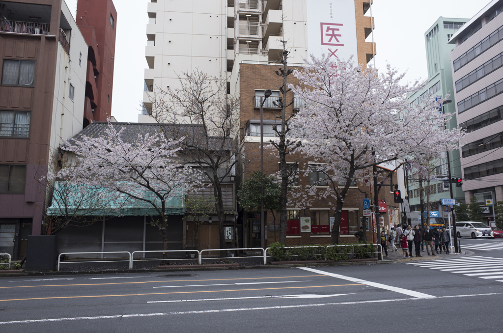東京街桜
