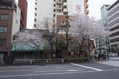 東京街桜