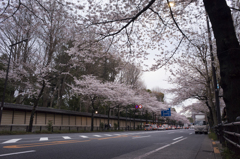 桜
